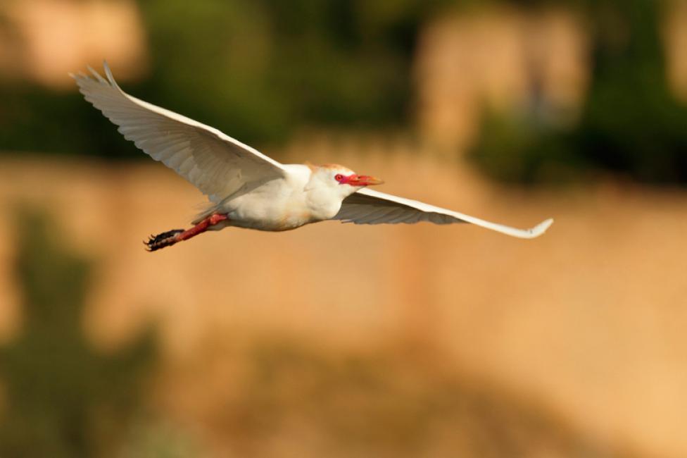 Al vuelo